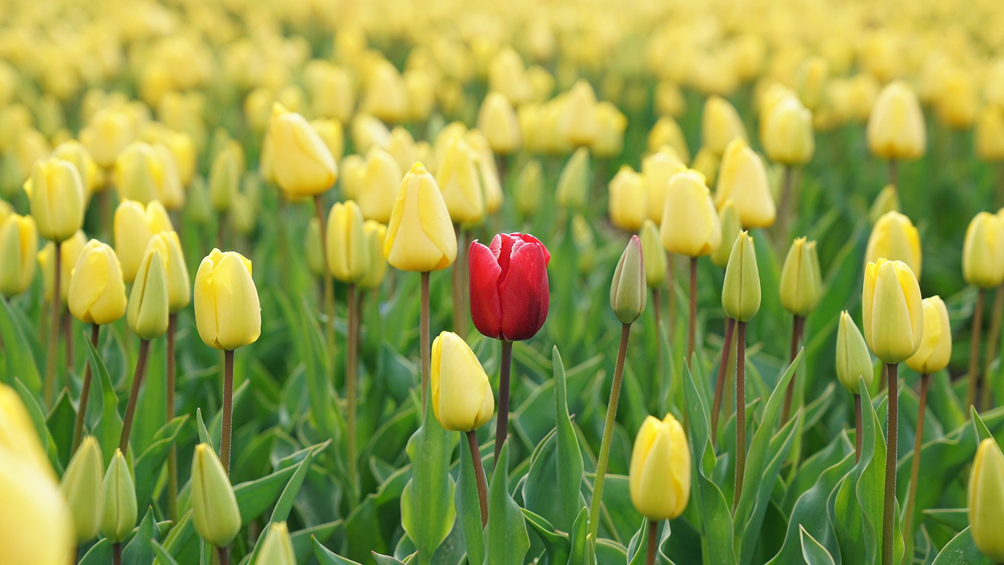 One red tulip in a field of yellow tulips