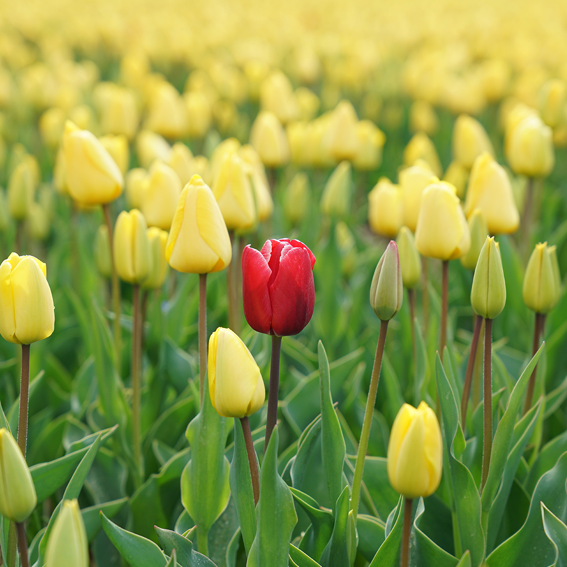 One red tulip in a field of yellow tulips